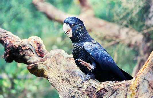 Black cockatoo sitting on a tree branch with one leg up in the air