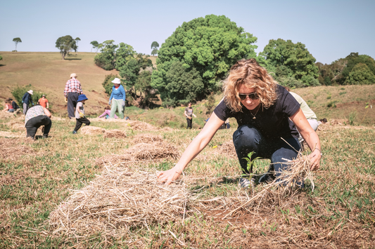 hands planting a sapling into the earth